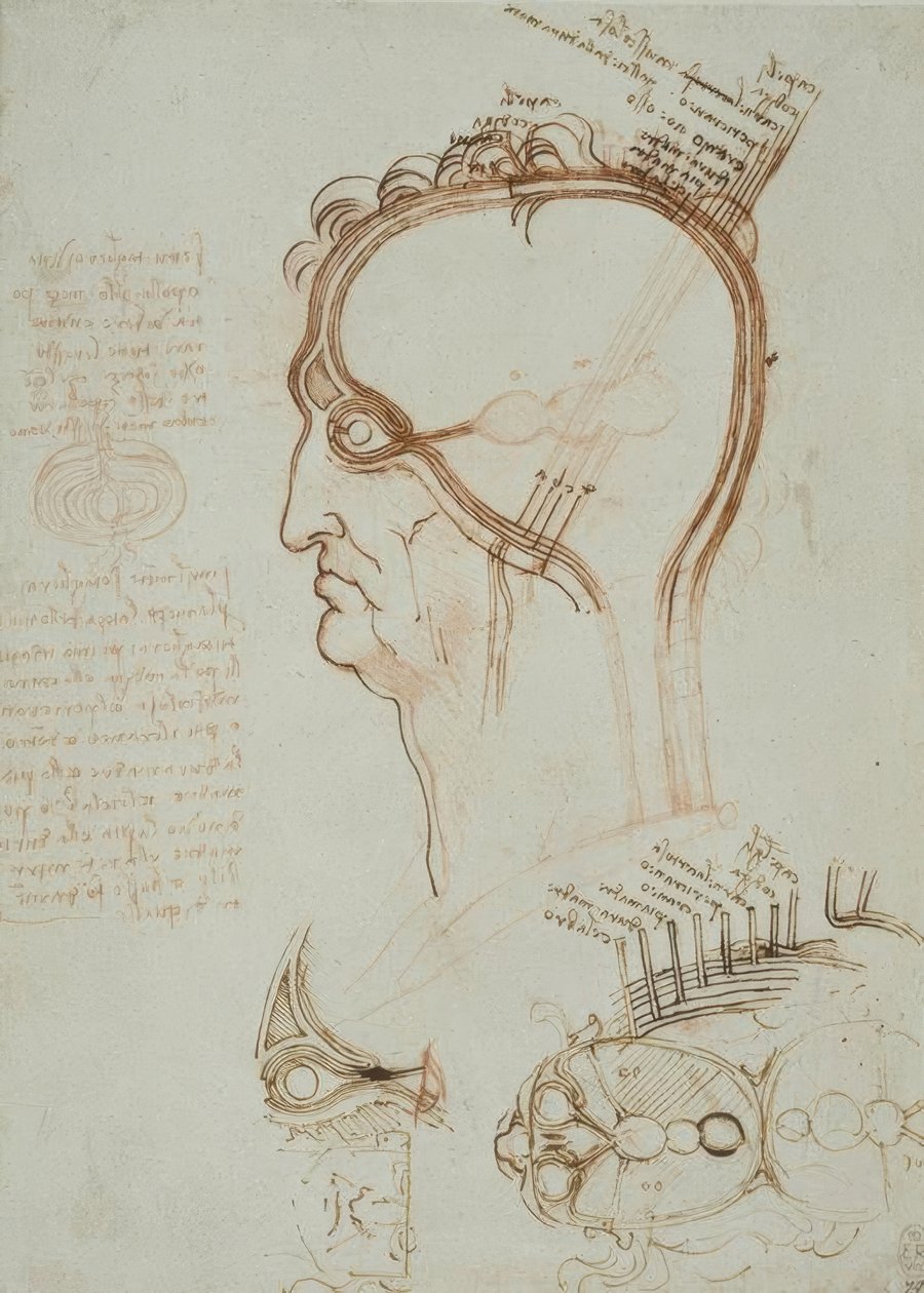 Leonardo da Vinci, anatomical study of the skull in profile